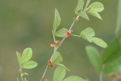 Indigofera barberi